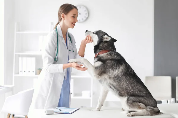 Veterinář Vyšetřující Hezkým Psem Klinice — Stock fotografie