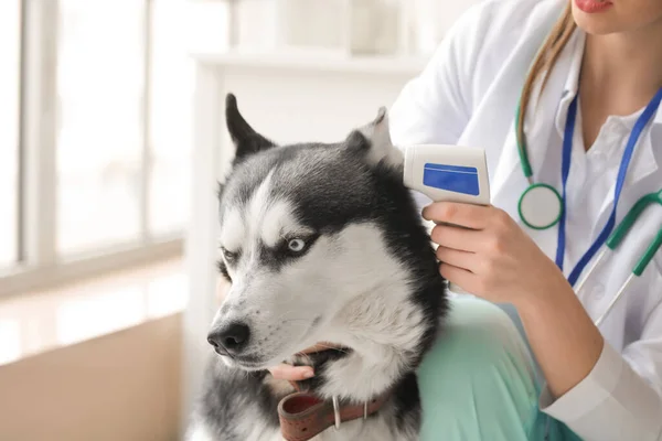 Veterinär Undersöker Söt Hund Kliniken — Stockfoto