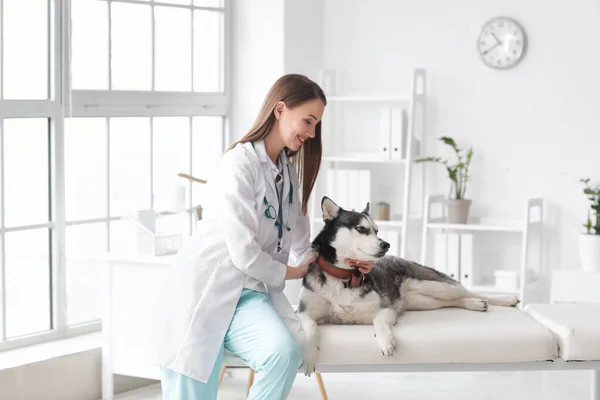 Veterinærundersøkelse Søt Hund Klinikken – stockfoto