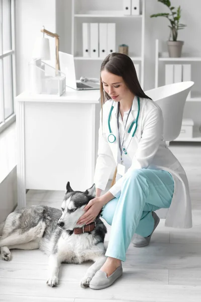 Veterinář Vyšetřující Hezkým Psem Klinice — Stock fotografie