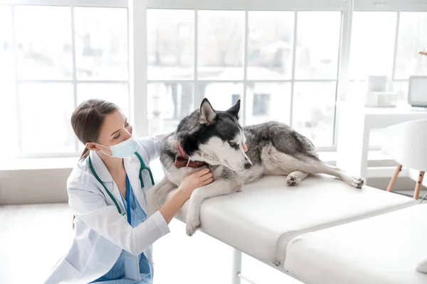 クリニックでかわいい犬を調べる獣医 — ストック写真