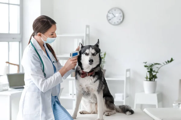 Veterinář Vyšetřující Hezkým Psem Klinice — Stock fotografie