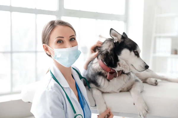 クリニックでかわいい犬を調べる獣医 — ストック写真