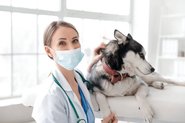 Veterinarian Examining Cute Dog Clinic — Stock Photo, Image