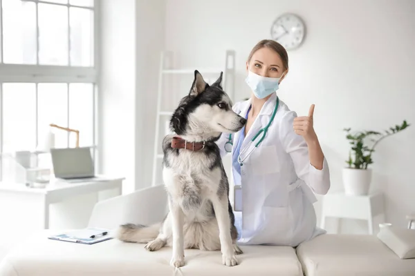 Veterinarian Examining Cute Dog Clinic — Stock Photo, Image