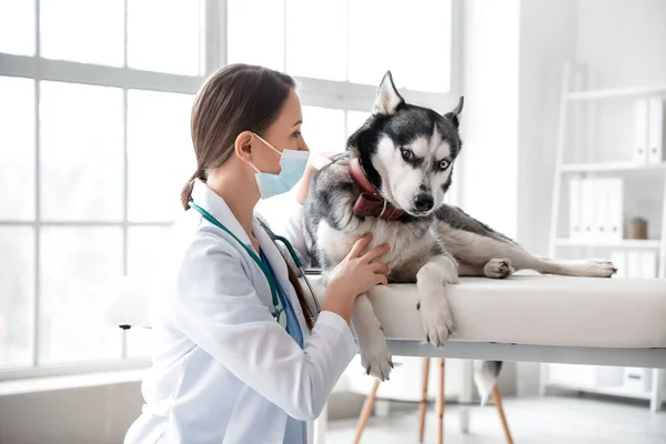Veterinarian Examining Cute Dog Clinic — Stock Photo, Image
