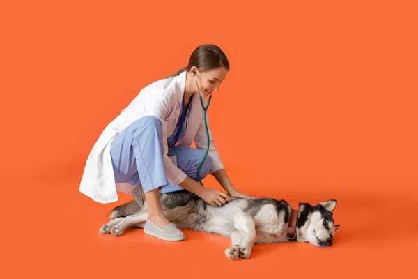 Veterinarian Cute Dog Color Background — Stock Photo, Image