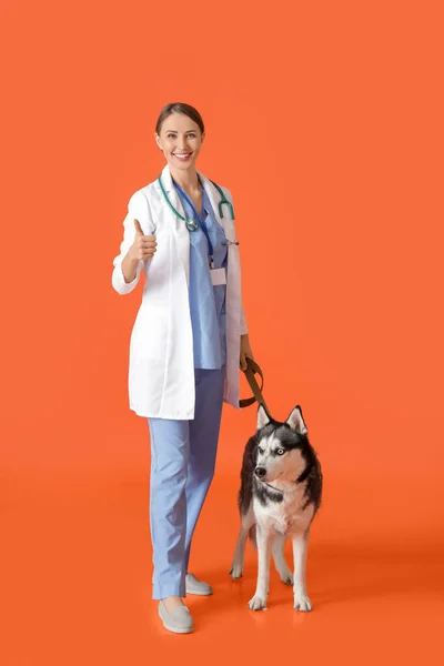 Veterinarian Cute Dog Color Background — Stock Photo, Image