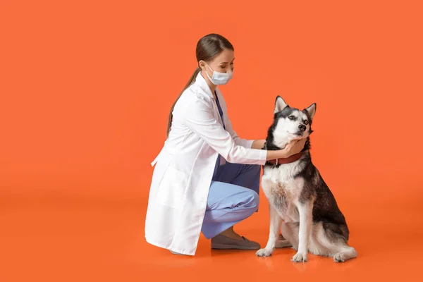 獣医とともに可愛いです犬上の色の背景 — ストック写真