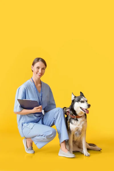 Veterinär Med Söt Hund Färg Bakgrund — Stockfoto