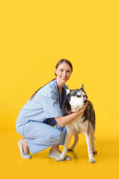Veterinär Med Söt Hund Färg Bakgrund — Stockfoto