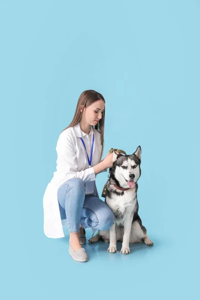 Veterinär Med Söt Hund Färg Bakgrund — Stockfoto