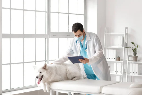 Veterinario Examinando Lindo Perro Clínica — Foto de Stock