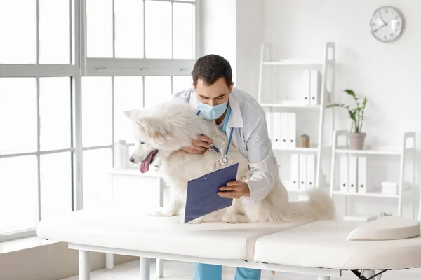 Veterinarian Examining Cute Dog Clinic — Stock Photo, Image