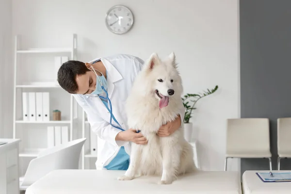 クリニックでかわいい犬を調べる獣医 — ストック写真