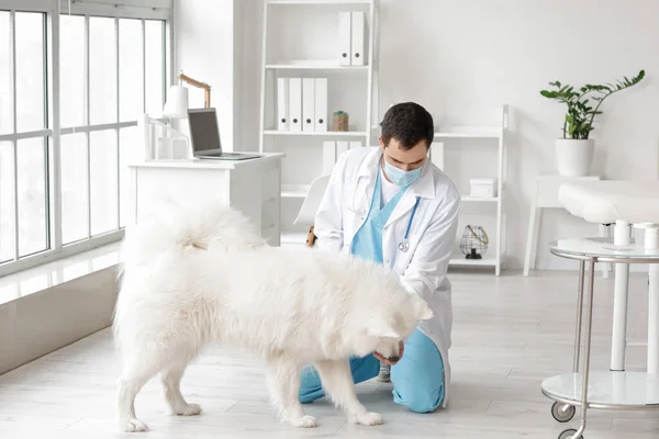 Κτηνίατρος Εξέταση Χαριτωμένο Σκυλί Στην Κλινική — Φωτογραφία Αρχείου