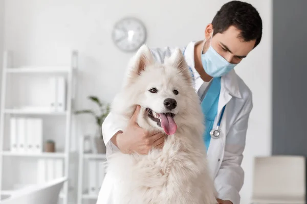 クリニックでかわいい犬を調べる獣医 — ストック写真