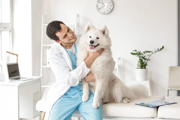 Veterinarian Examining Cute Dog Clinic — Stock Photo, Image