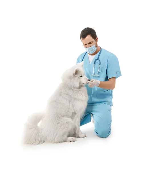 Veterinário Com Cão Bonito Fundo Branco — Fotografia de Stock