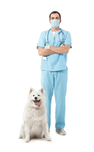 Veterinarian Cute Dog White Background — Stock Photo, Image