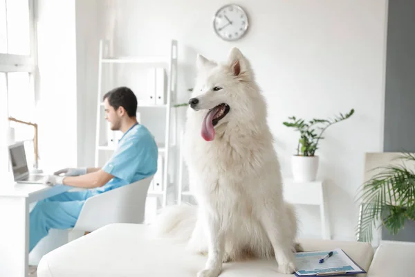 Aranyos Samoyed Kutya Állatorvosi Klinikán — Stock Fotó