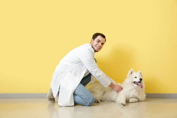 Veterinarian Cute Dog Color Background — Stock Photo, Image