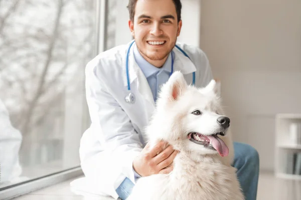 Veterinarian Cute Dog Clinic — Stock Photo, Image