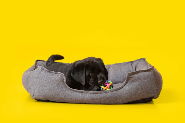 Cute Labrador Puppy Pet Bed Color Background — Stock Photo, Image
