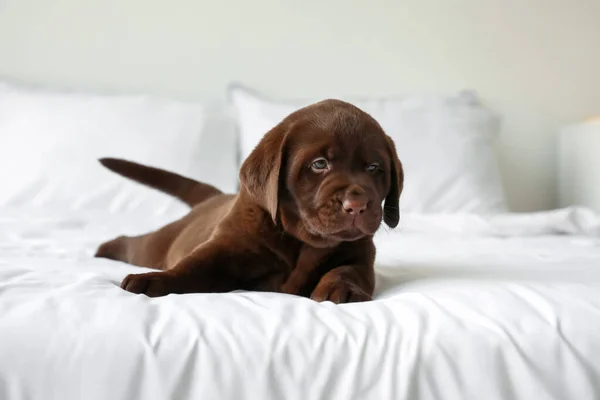 Lindo Cachorro Labrador Dormitorio —  Fotos de Stock