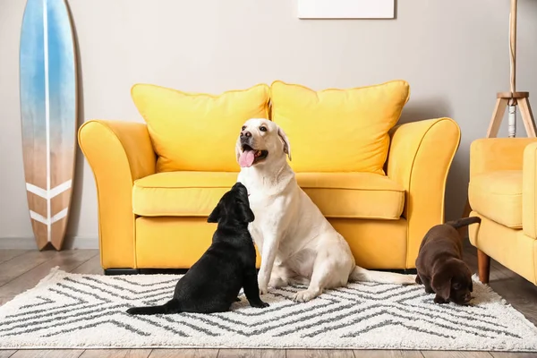 Cão Labrador Bonito Com Filhotes Quarto — Fotografia de Stock