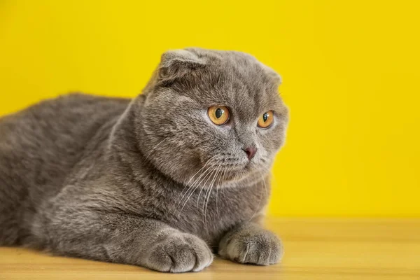 Cute Grey Cat Color Background — Stock Photo, Image