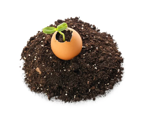 Green Seedling Eggshell Heap Soil White Background — Stock Photo, Image