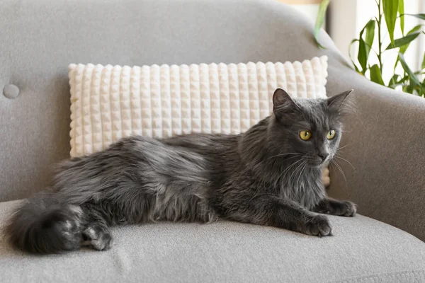 Evdeki Koltukta Sevimli Gri Kedi — Stok fotoğraf