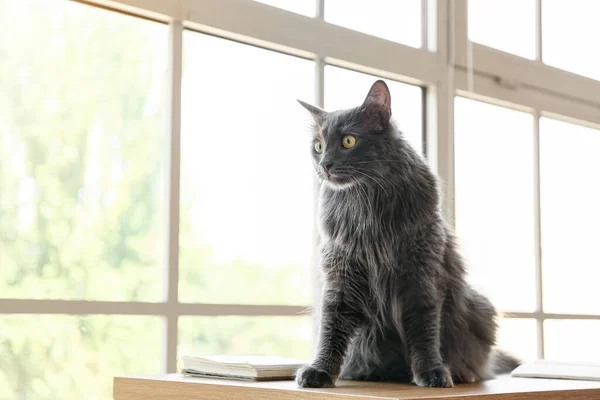 Cute Grey Cat Table Home — Stock Photo, Image