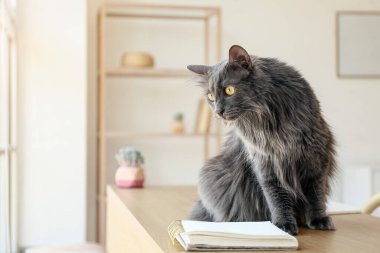 Evdeki masadaki sevimli gri kedi.