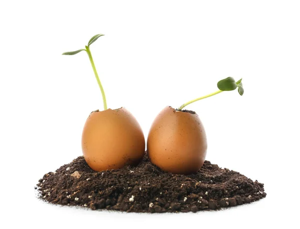Green Seedlings Eggshells Heap Soil White Background — Stock Photo, Image
