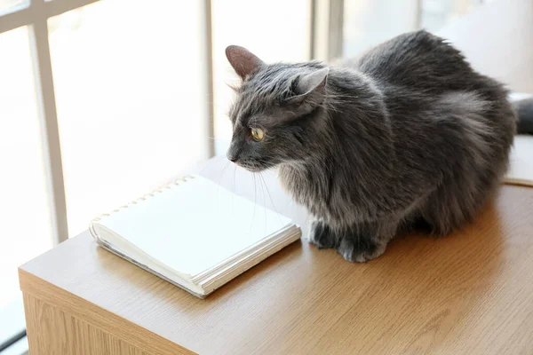Cute Grey Cat Table Home — Stock Photo, Image