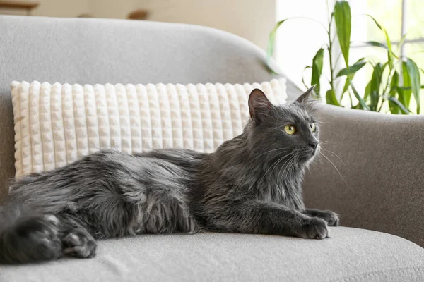 Niedliche Graue Katze Auf Sessel Hause — Stockfoto