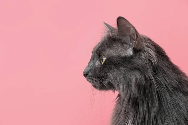 Χαριτωμένο Γκρι Γάτα Στο Φόντο Χρώμα — Φωτογραφία Αρχείου