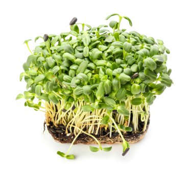 Beyaz arkaplanda yeşil fidanlar