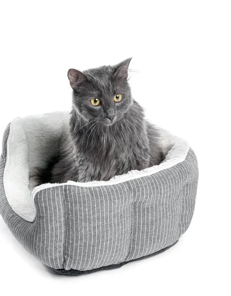 Cute Grey Cat Pet Bed White Background — Stock Photo, Image