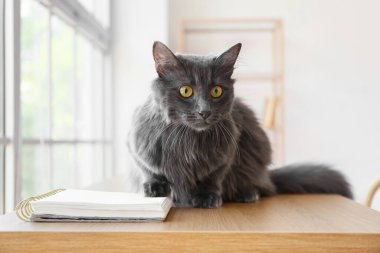 Evdeki masadaki sevimli gri kedi.