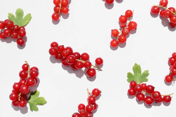 Fresh Red Currants Leaves Color Background — Stock Photo, Image