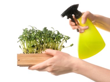 Beyaz arka planda taze mikro yeşil püskürten kadın.