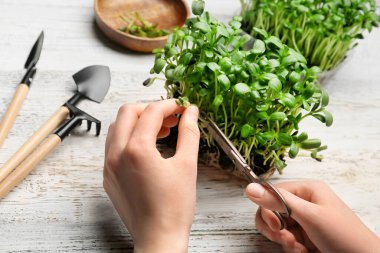 Beyaz ahşap arka planda taze mikro yeşil kesen kadın, yakın plan.