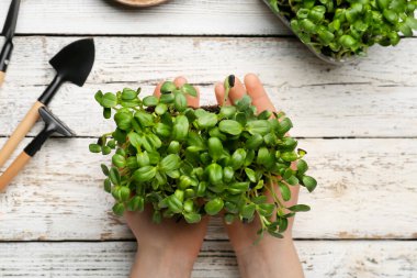 Hafif ahşap arka planda taze mikro yeşilliklere sahip bir kadın, yakın plan.