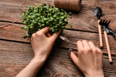 Ahşap arka planda taze mikro yeşil kesen kadın.