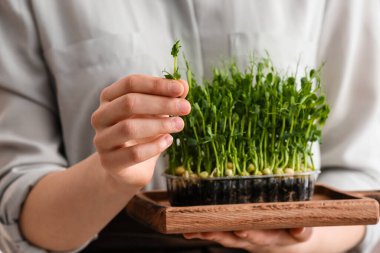 Gemide taze mikro yeşili olan kadın, yakın plan.