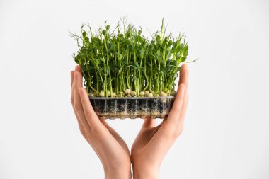 Açık arkaplanda taze mikro yeşile sahip kadın elleri, yakın plan.