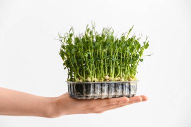 Işık arka planında taze mikro yeşile sahip kadın eli, yakın plan.